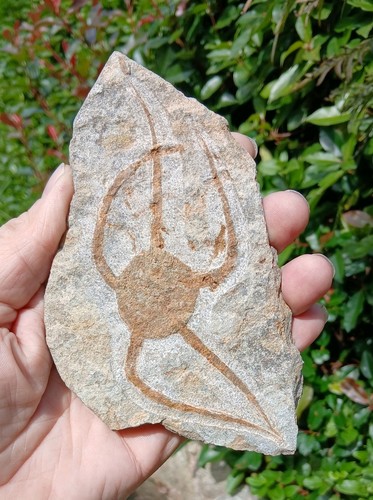 Fossil starfish brittle star - fossil,