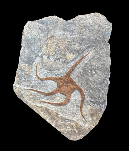 Ordovician brittle star - brittle,