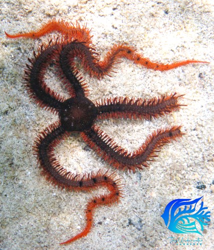 Common brittle star ophiocoma - star, (ophiocoma