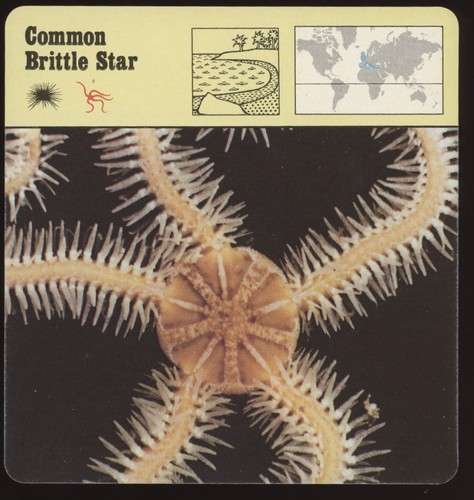 Common brittle star safari - star,