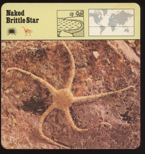 Naked brittle star safari - brittle,