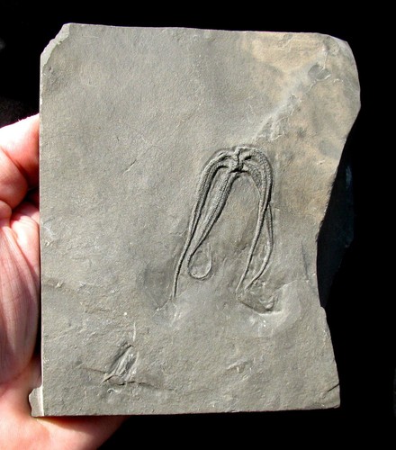 Beautiful large protaster - beautiful,,