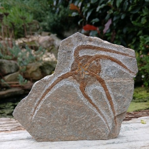 Fossil starfish brittle star - starfish,