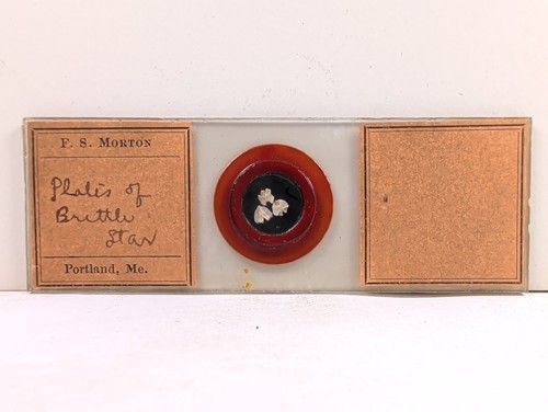 Vintage morton - vintage,