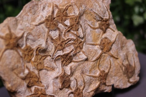 Ordovician brittle star - 15",