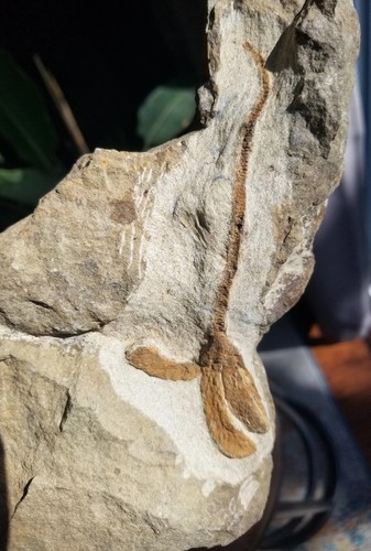 Ordovician sea crinoid - ordovician,