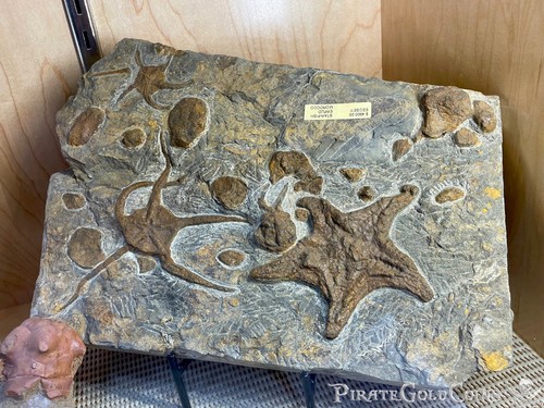 Starfish brittle star dinosaur - starfish,