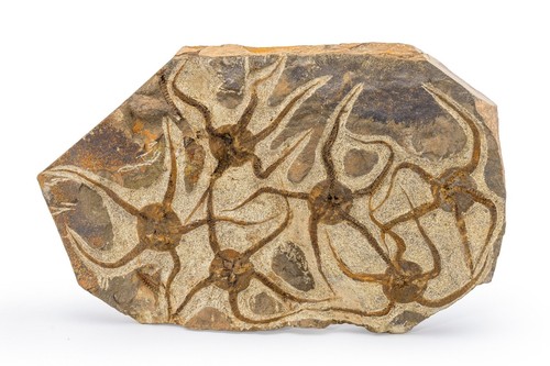 Fossil starfish plate brittle - plate, "brittle
